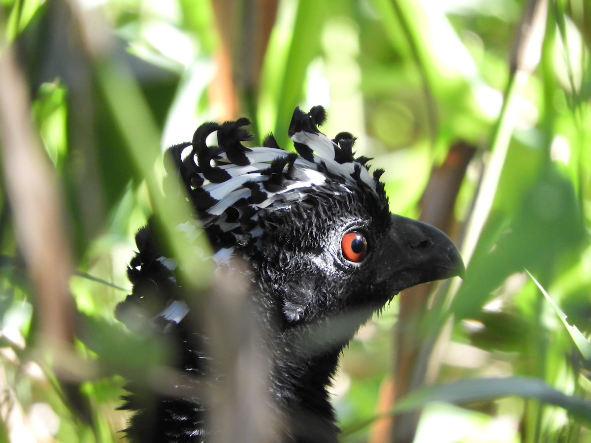 Bare-faced Curassow - ML595618551
