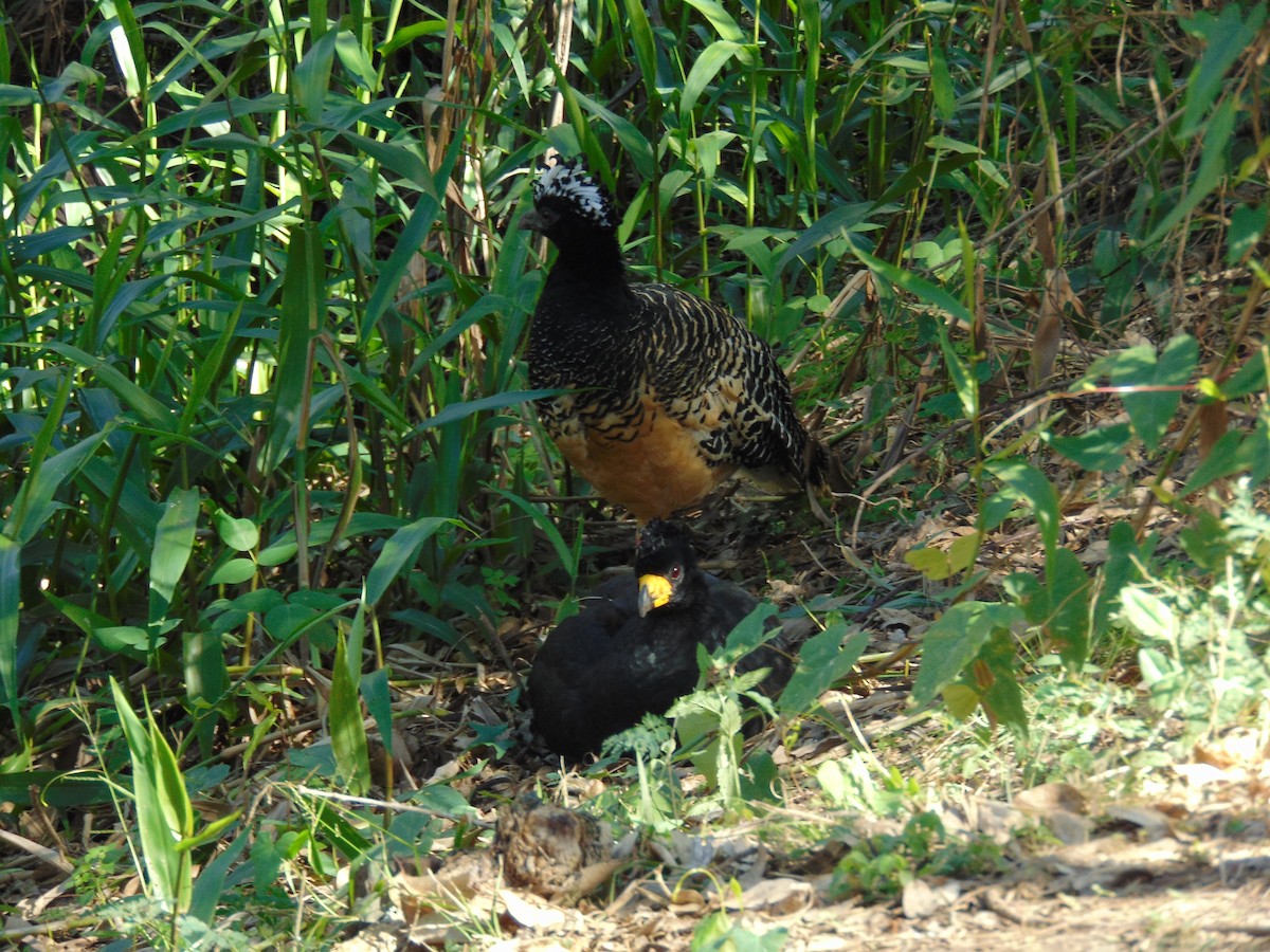 Bare-faced Curassow - ML595618561