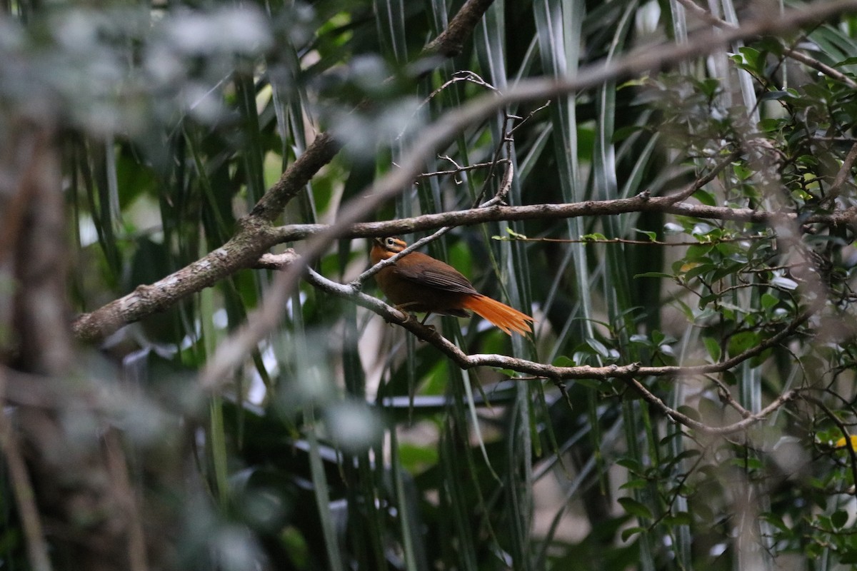 Black-capped Foliage-gleaner - Henrique Ressel