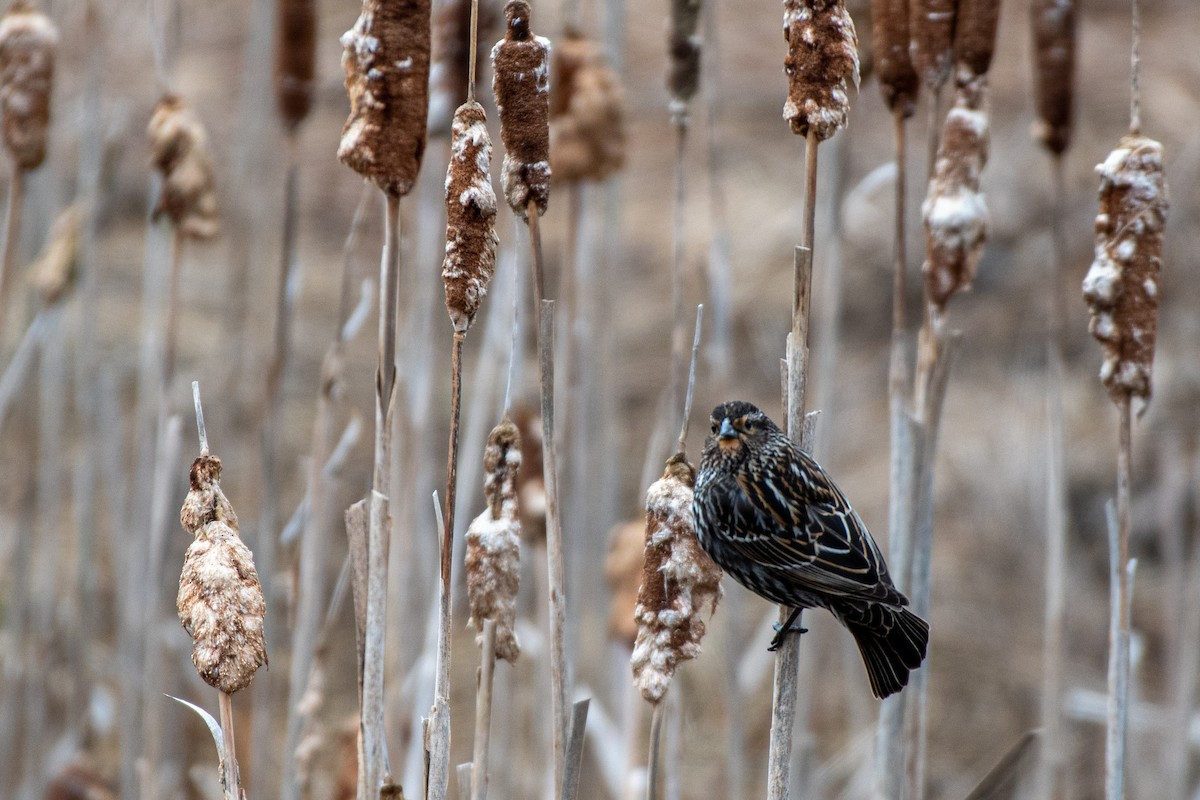 Red-winged Blackbird - ML595618621