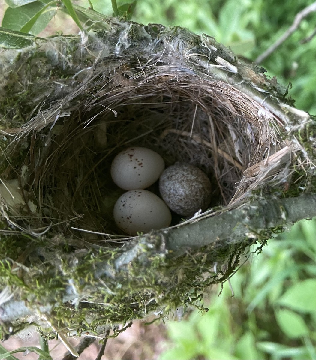 White-eyed Vireo - ML595618721