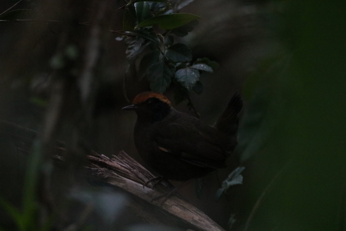 Rufous-capped Antthrush - Henrique Ressel