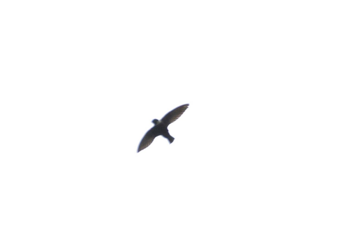 White-collared Swift - ML595618911