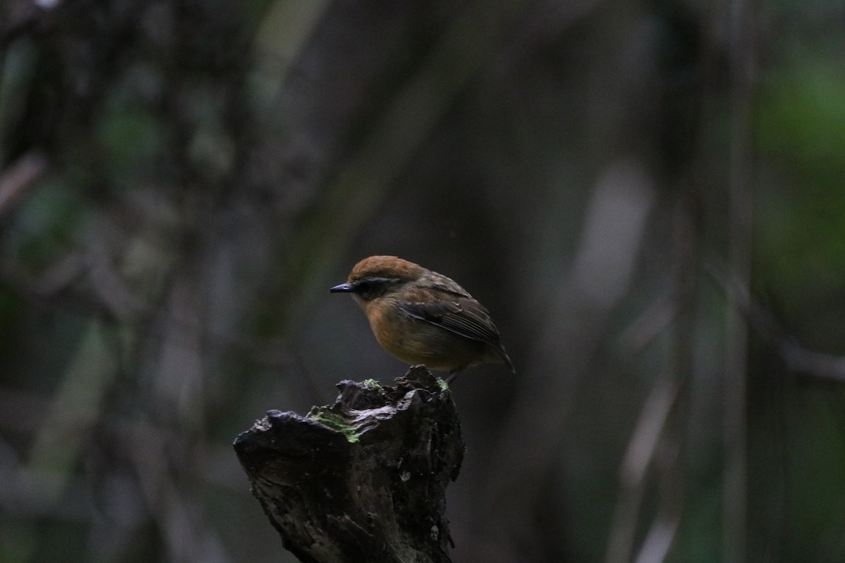 Black-cheeked Gnateater - Henrique Ressel