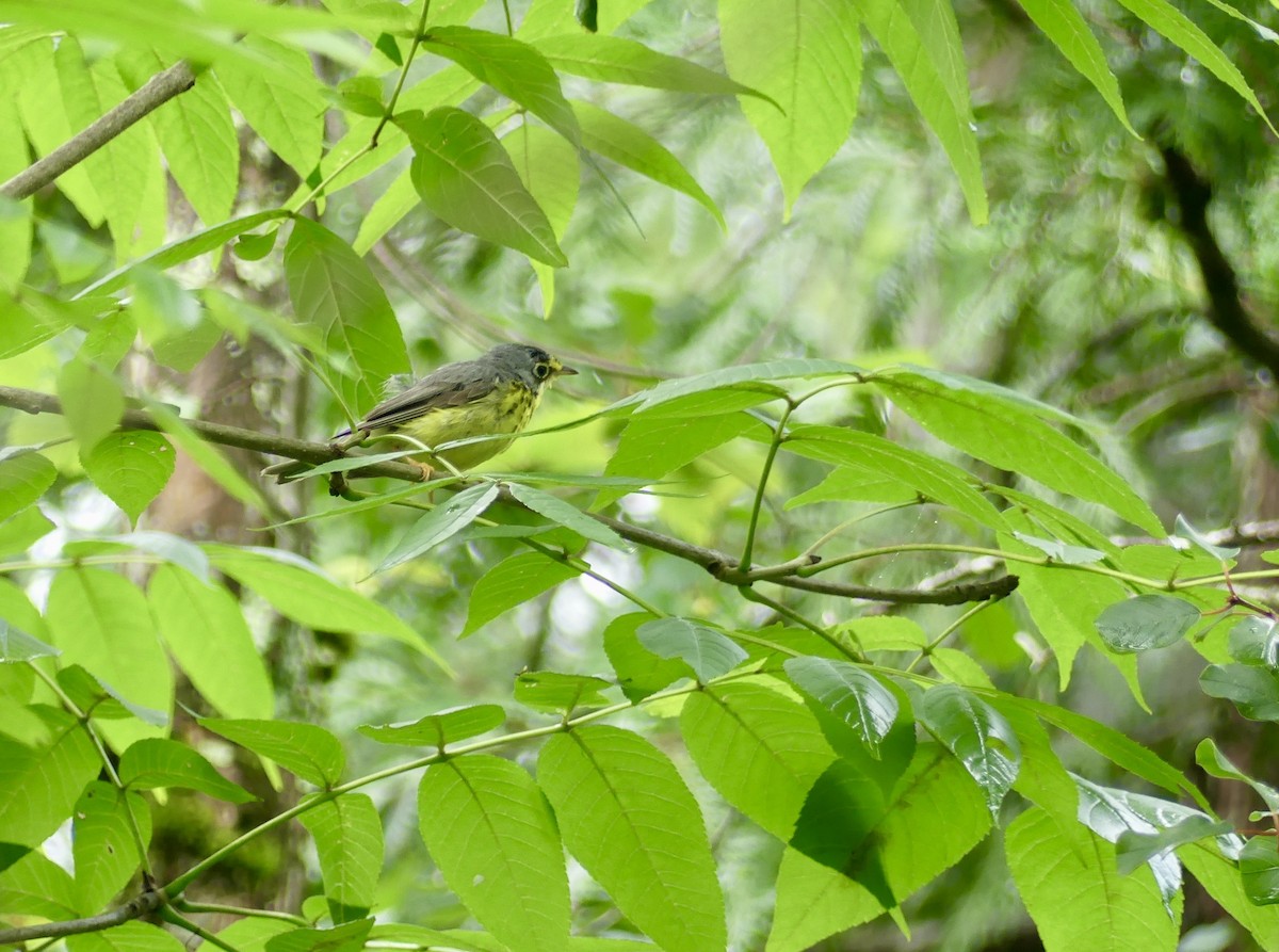 Canada Warbler - ML595619661