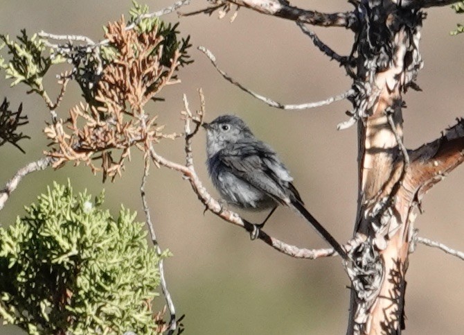 Blue-gray Gnatcatcher - ML595619911
