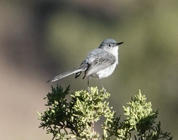 Blue-gray Gnatcatcher - ML595620181