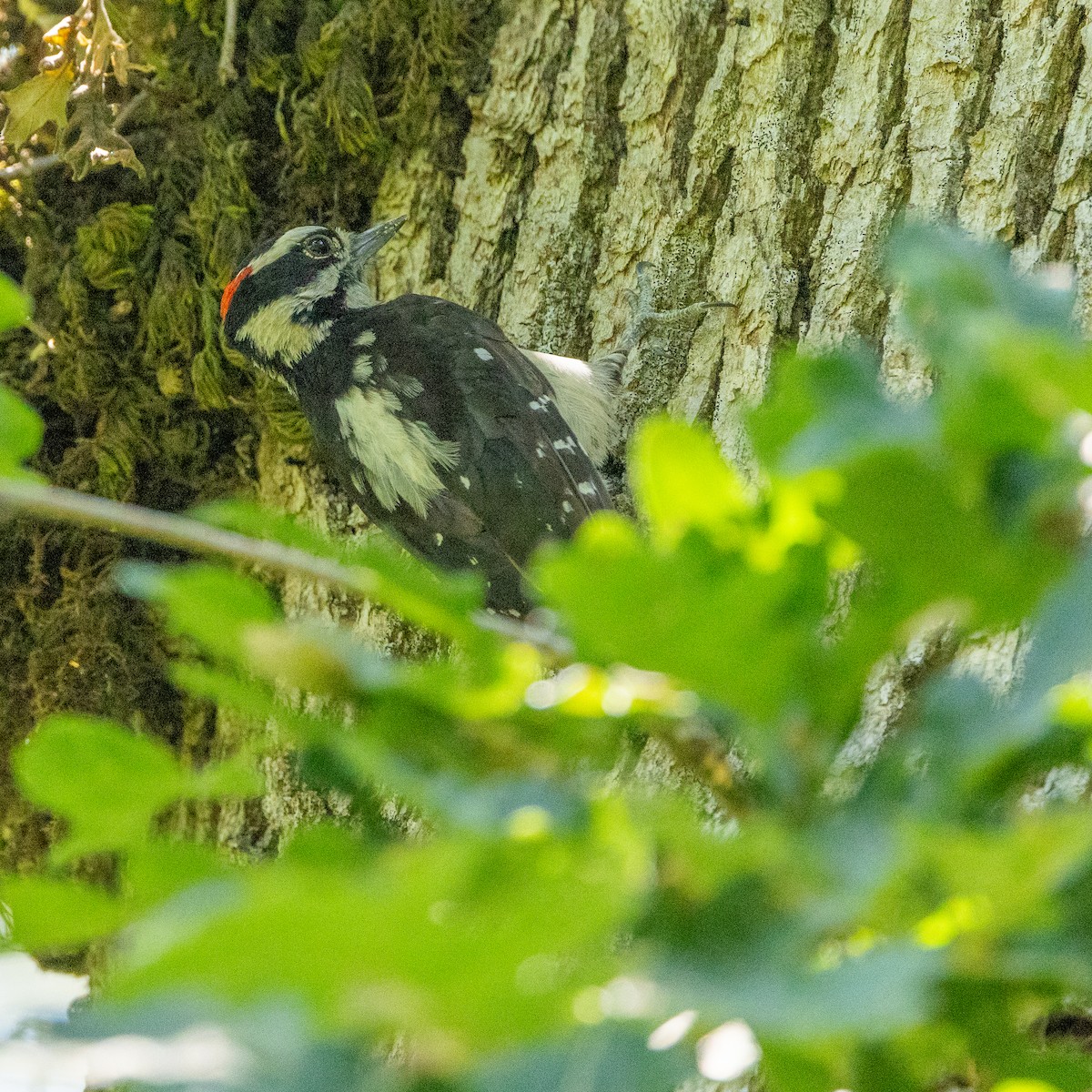 Hairy Woodpecker - ML595620401