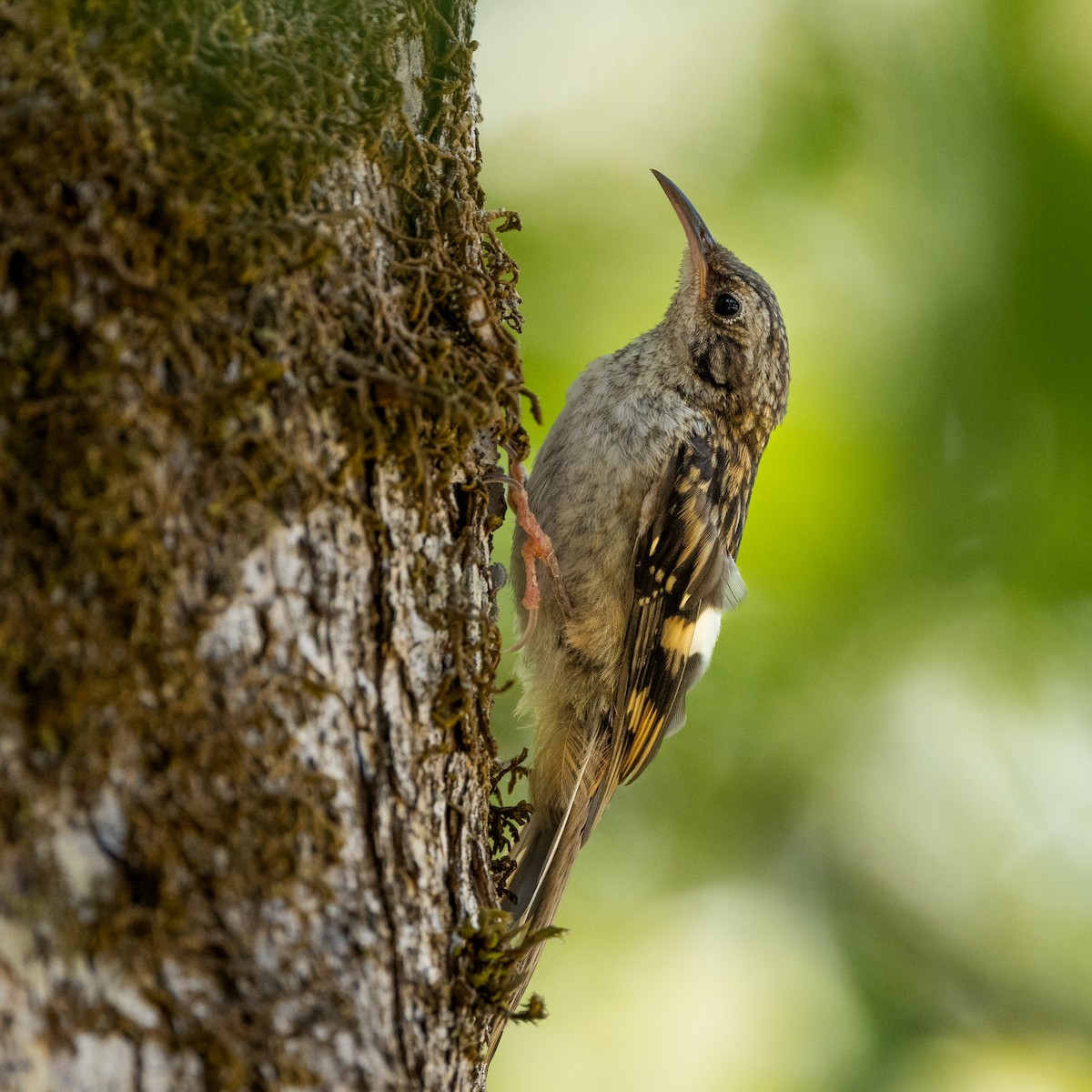Brown Creeper - ML595620531