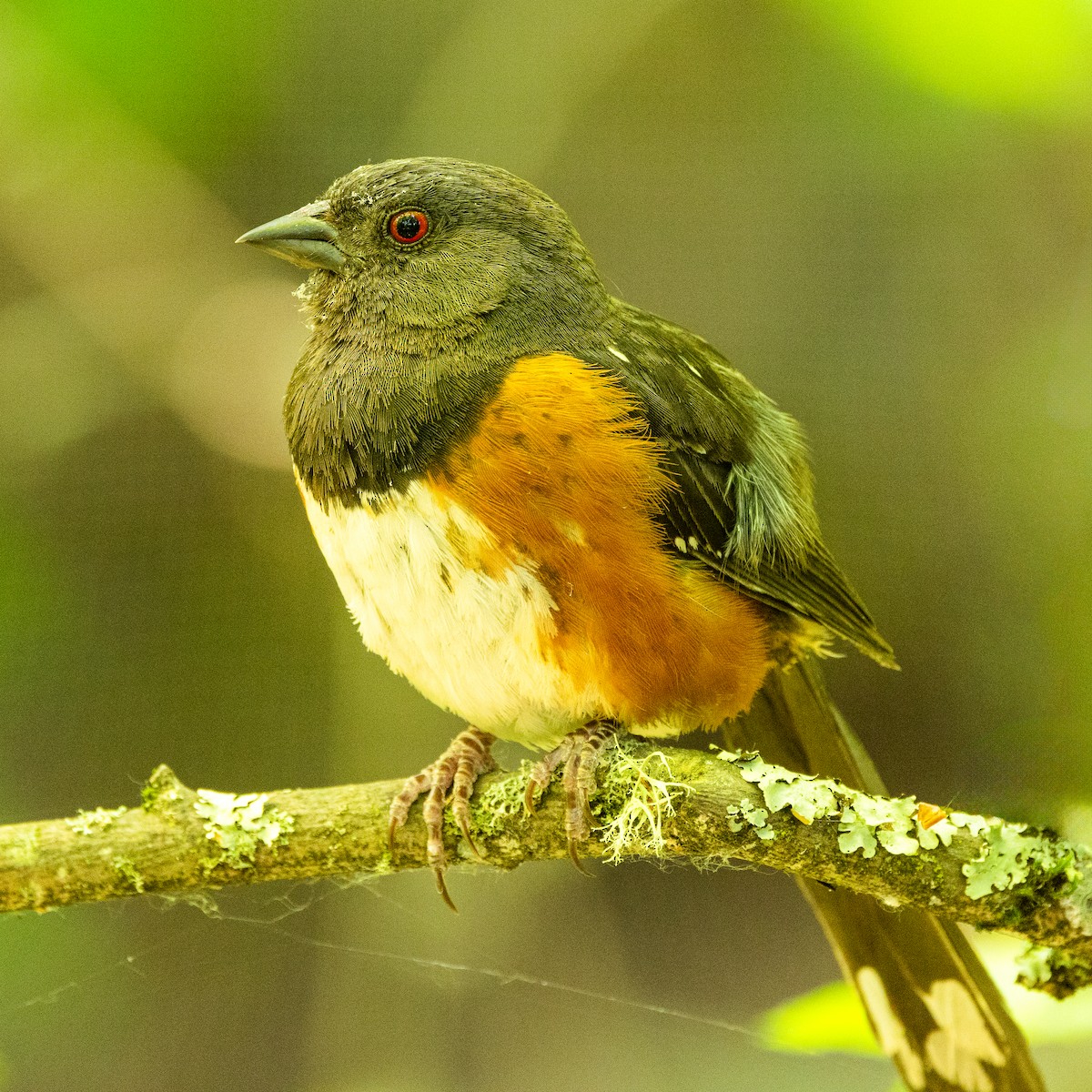 Spotted Towhee - ML595620601