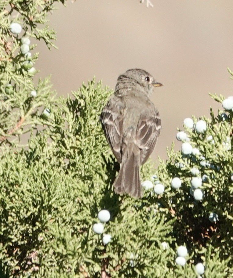 Gray Flycatcher - ML595620941