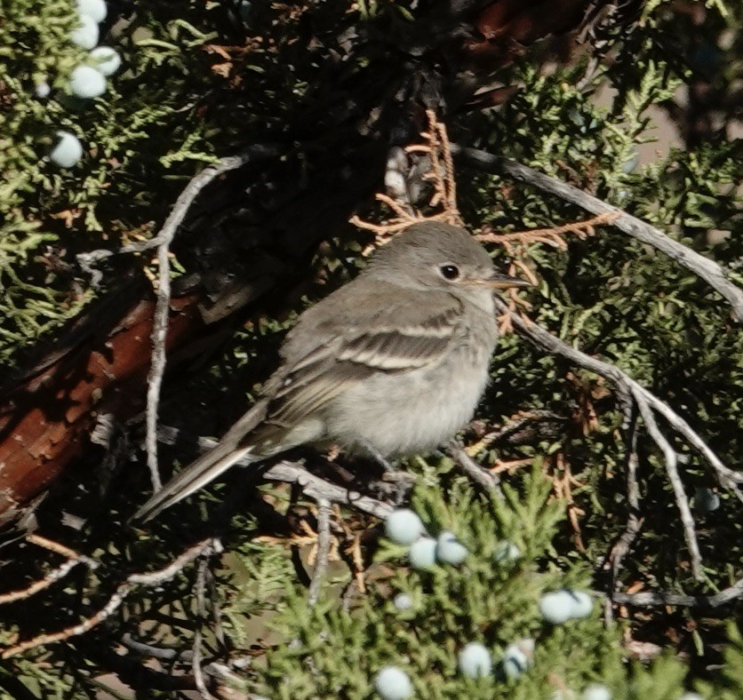 Gray Flycatcher - ML595621101