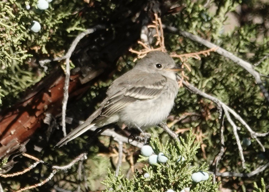 Gray Flycatcher - ML595621131