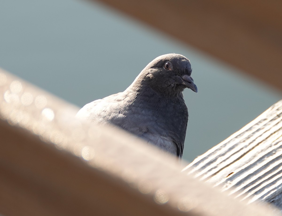 Rock Pigeon (Feral Pigeon) - ML595621171