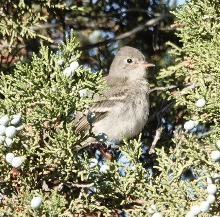 Gray Flycatcher - ML595621181