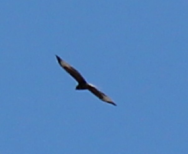 Golden Eagle - ML595621471
