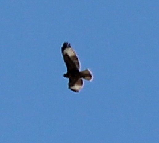 Golden Eagle - ML595621481