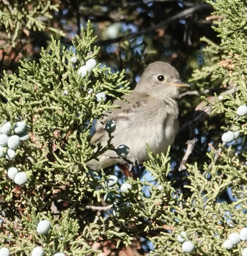 Gray Flycatcher - ML595621541
