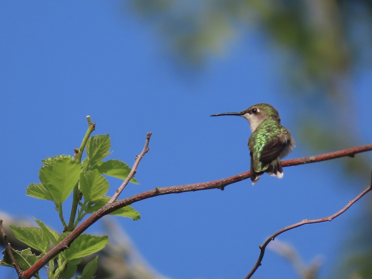Ruby-throated Hummingbird - ML595621821