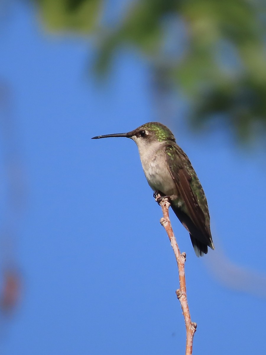 Ruby-throated Hummingbird - ML595621831