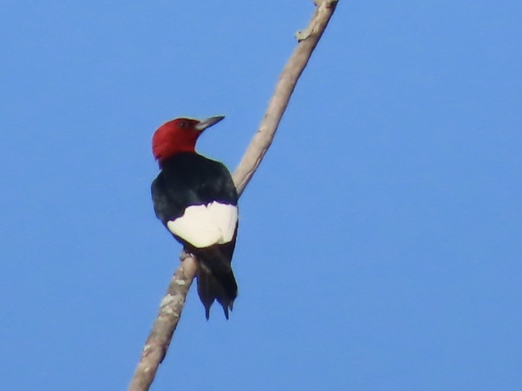 Red-headed Woodpecker - ML595621931