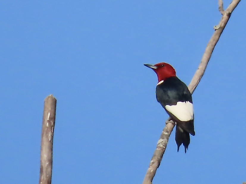 Red-headed Woodpecker - ML595621941