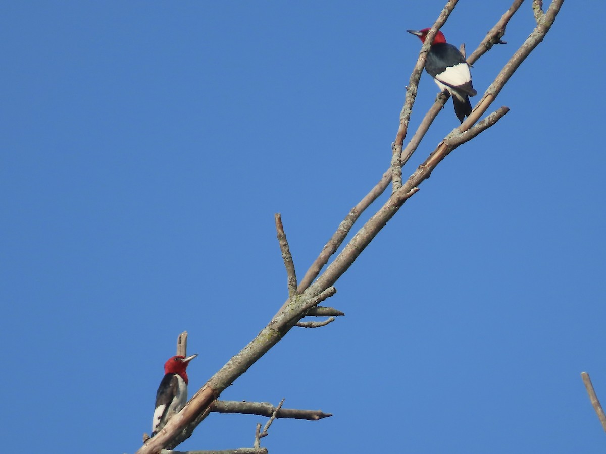 Red-headed Woodpecker - ML595621951