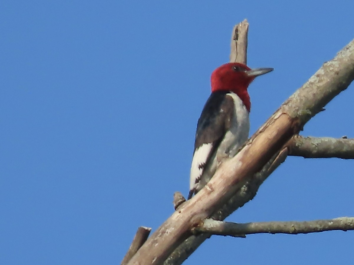 Red-headed Woodpecker - ML595621961