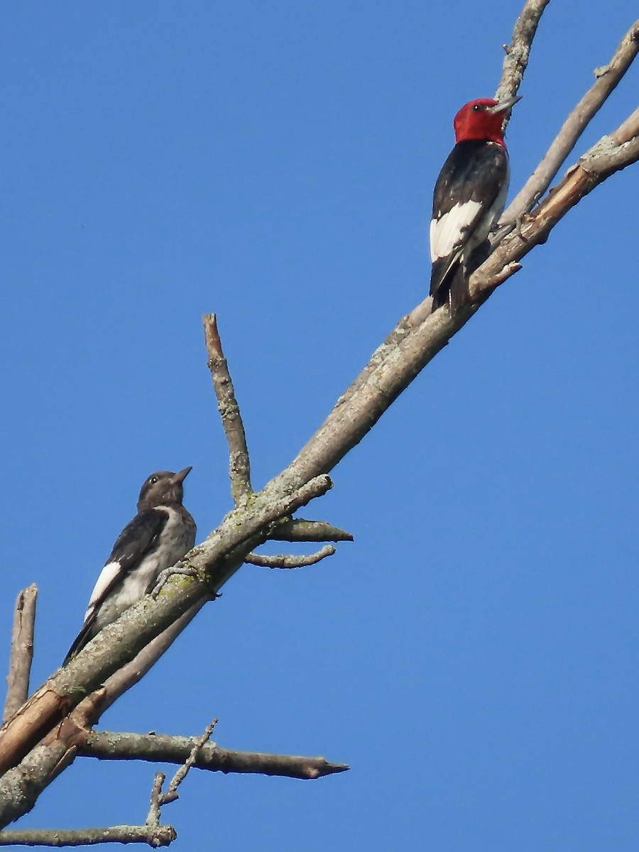 Red-headed Woodpecker - ML595621971