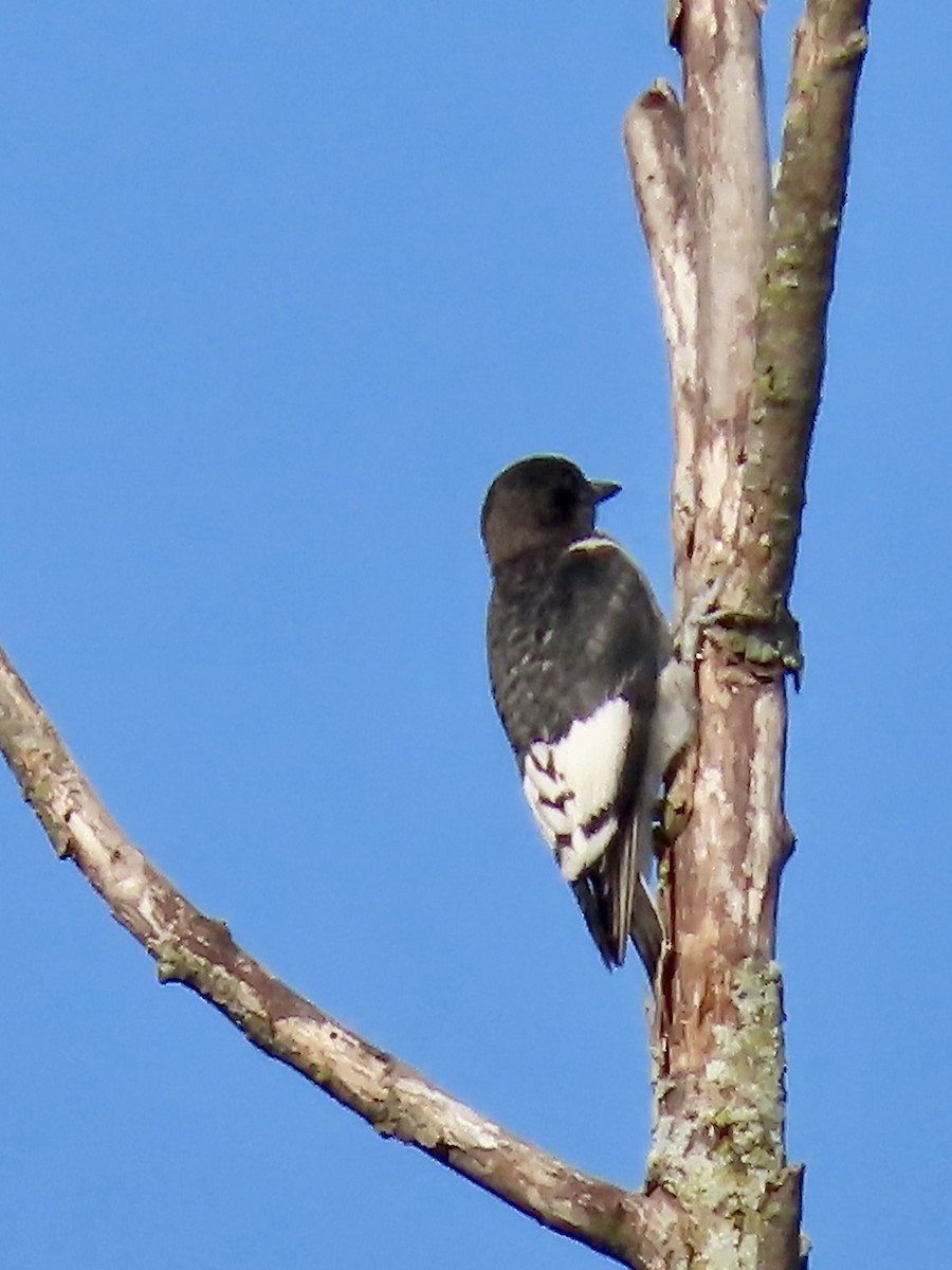 Red-headed Woodpecker - ML595621981