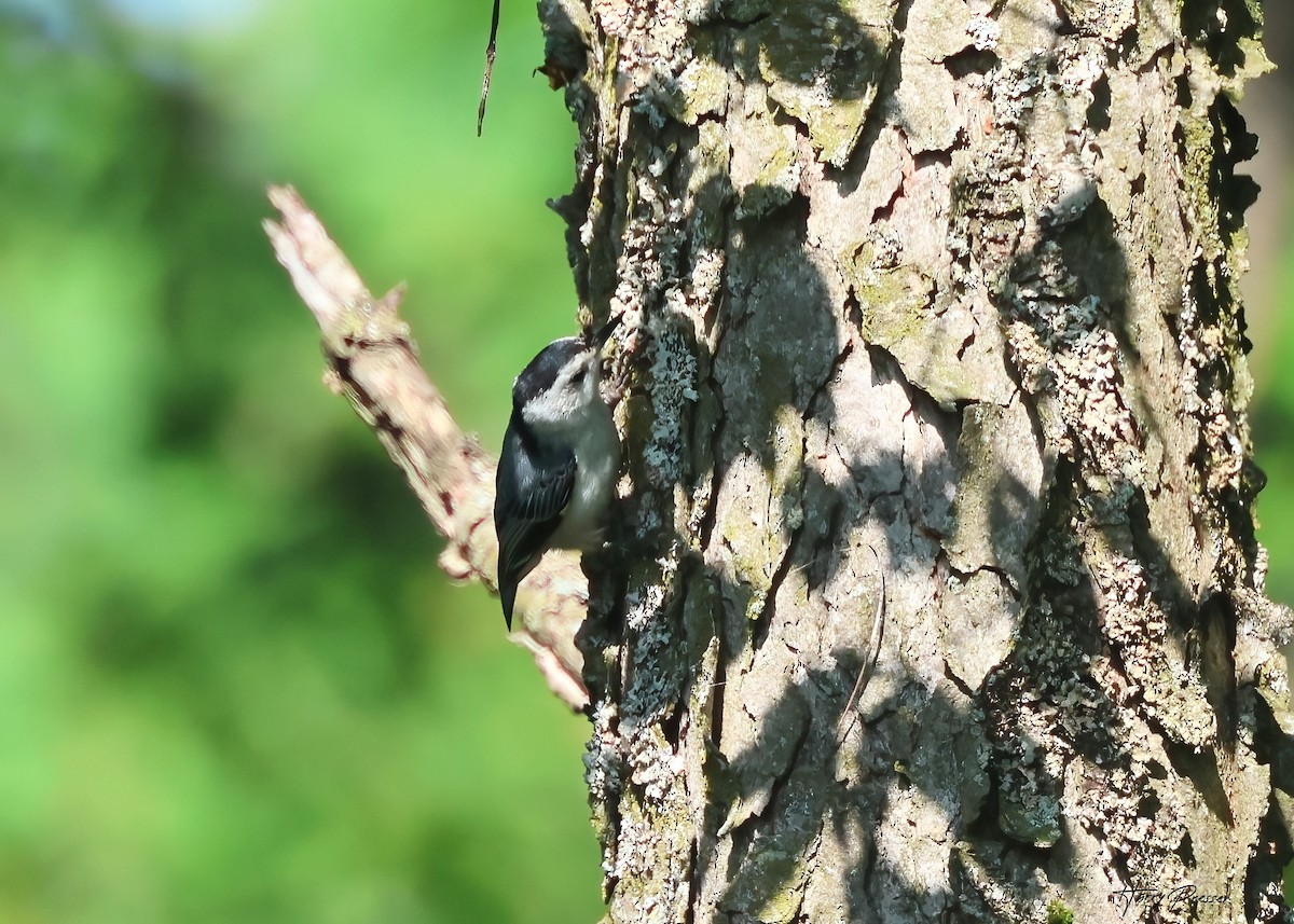 White-breasted Nuthatch - Karen and Harry Presser