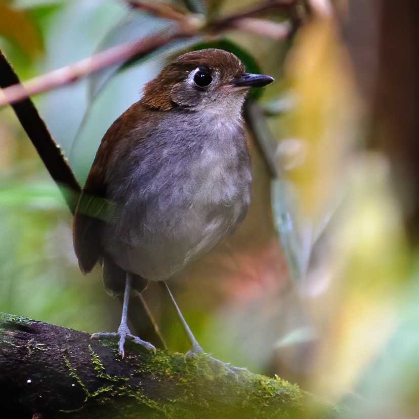 Tepui Antpitta - ML595622361