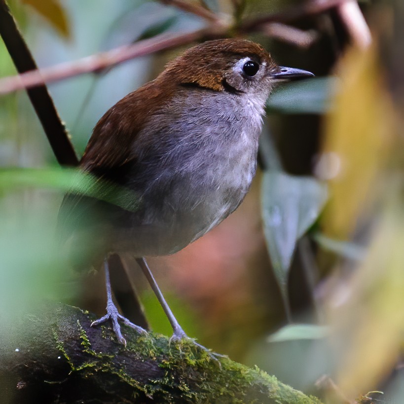 Tepui Antpitta - ML595622371