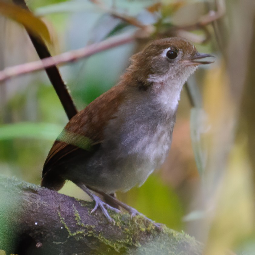 Tepui Antpitta - ML595622381