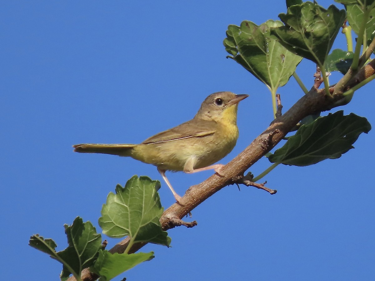 Common Yellowthroat - ML595622421