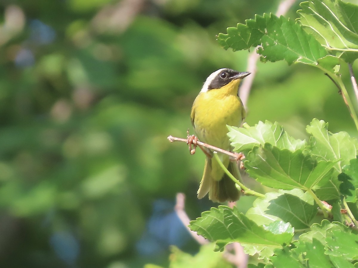 Common Yellowthroat - ML595622431