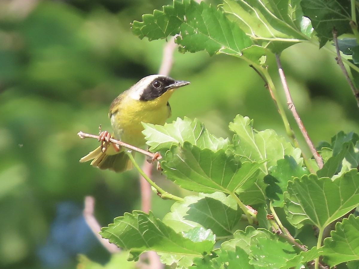 Common Yellowthroat - ML595622451