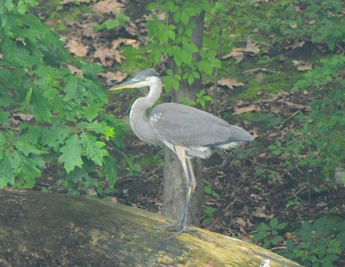 Great Blue Heron - ML595622781