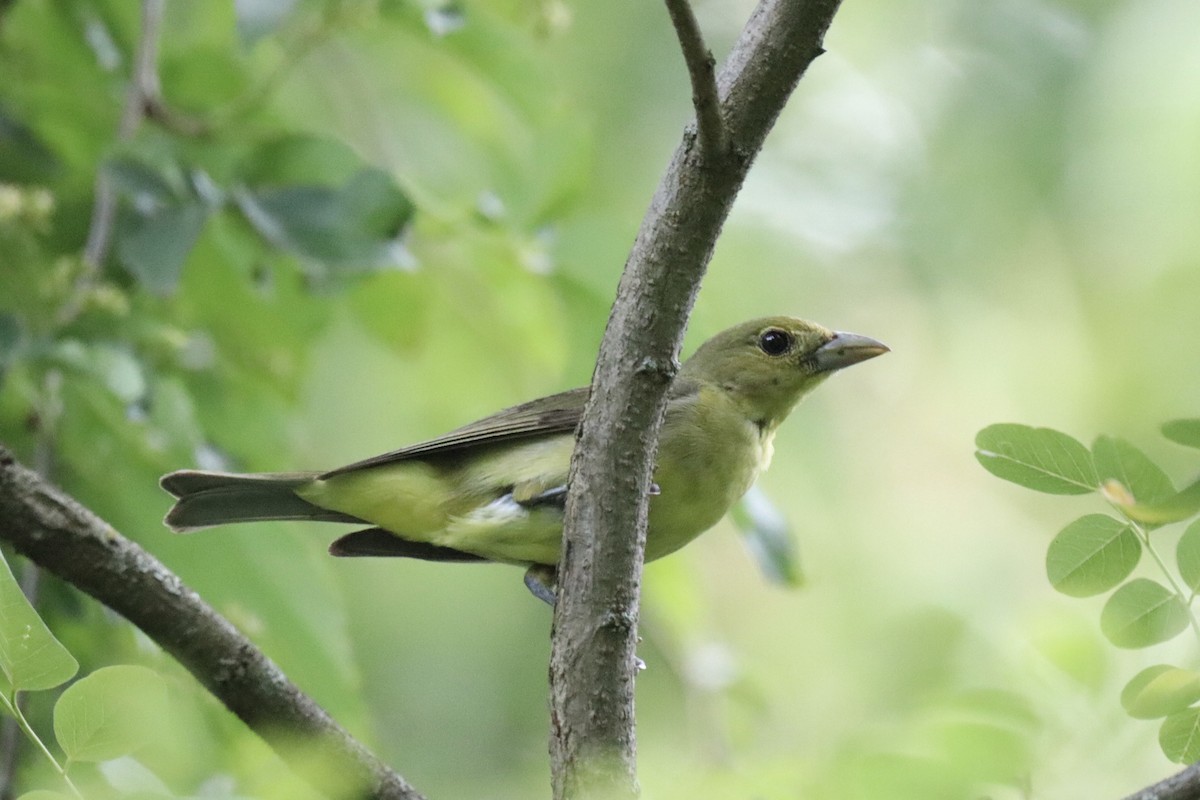 Scarlet Tanager - ML595624191