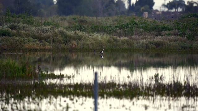 Black-necked Stilt - ML595625501