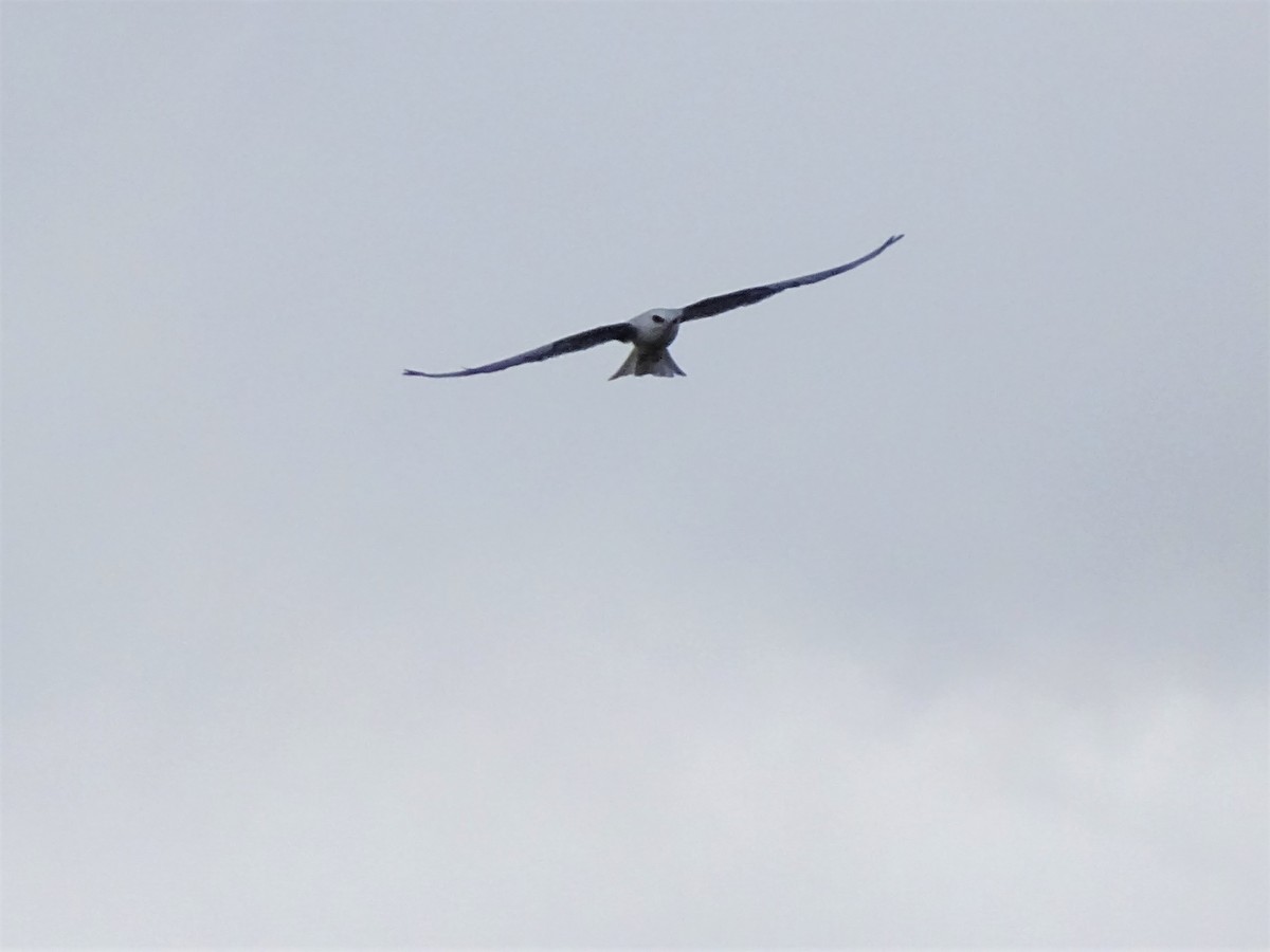 White-tailed Kite - ML59562651