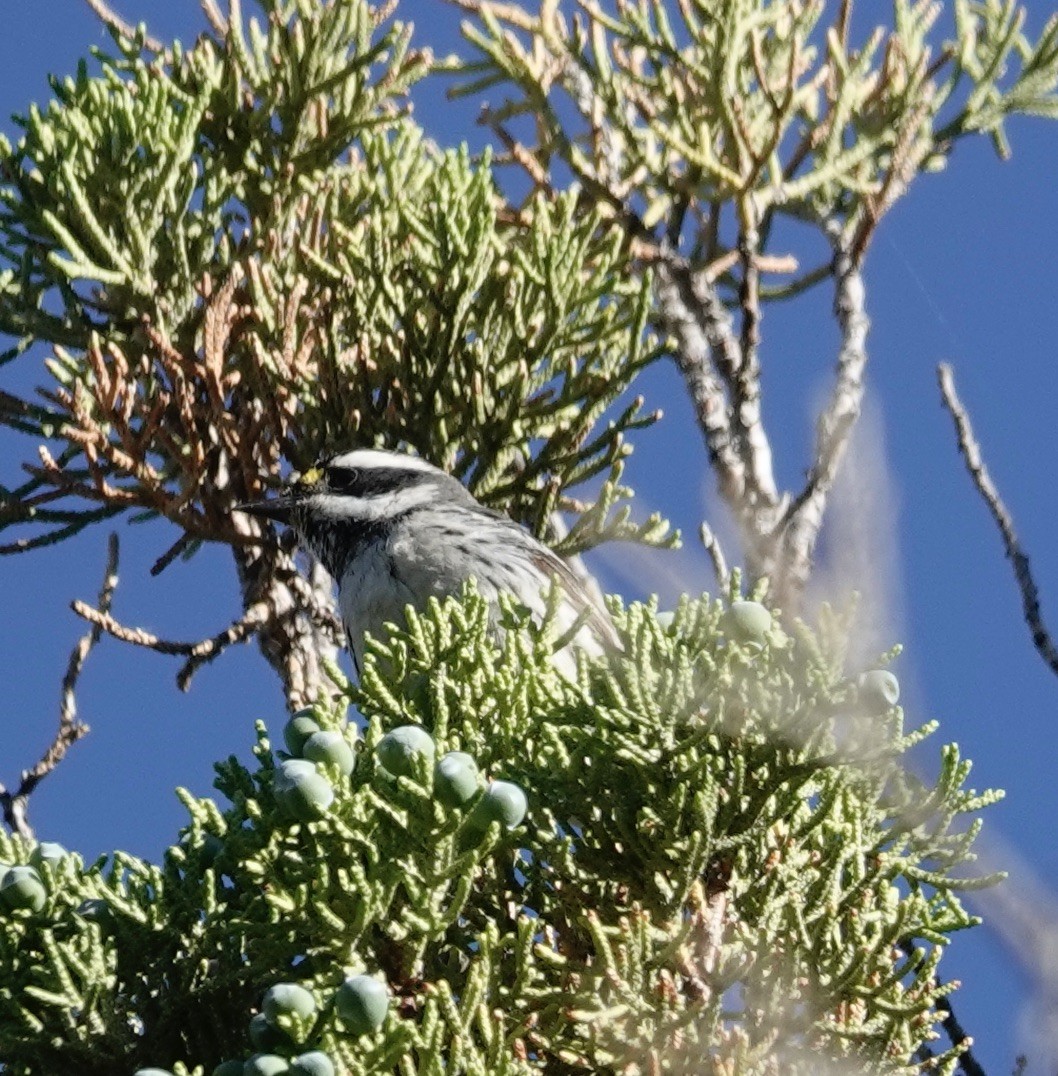 Black-throated Gray Warbler - ML595626531