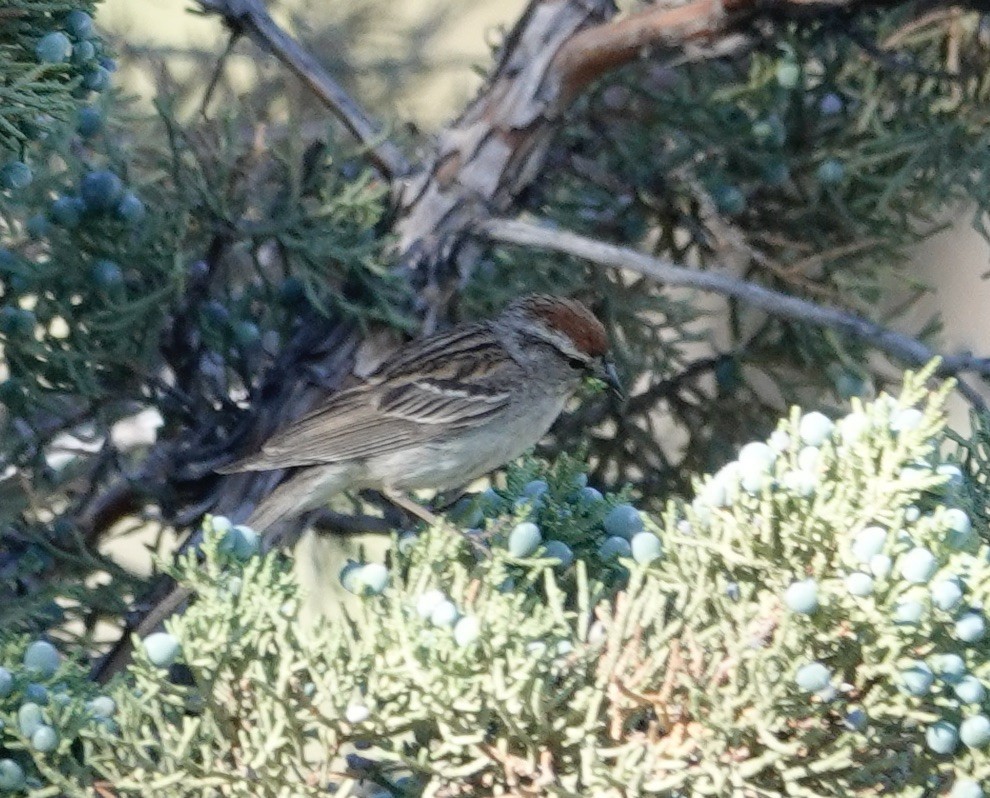 Chipping Sparrow - ML595626701