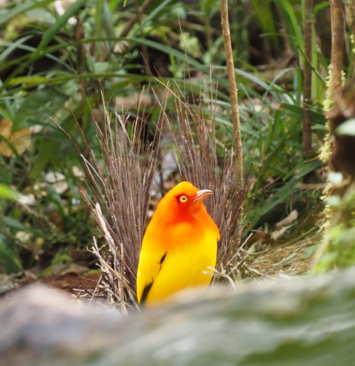 Flame Bowerbird - ML595627041