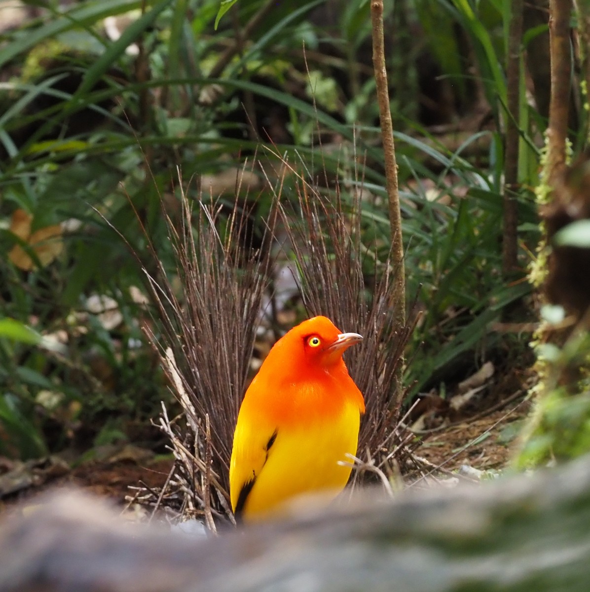 Flame Bowerbird - ML595627351