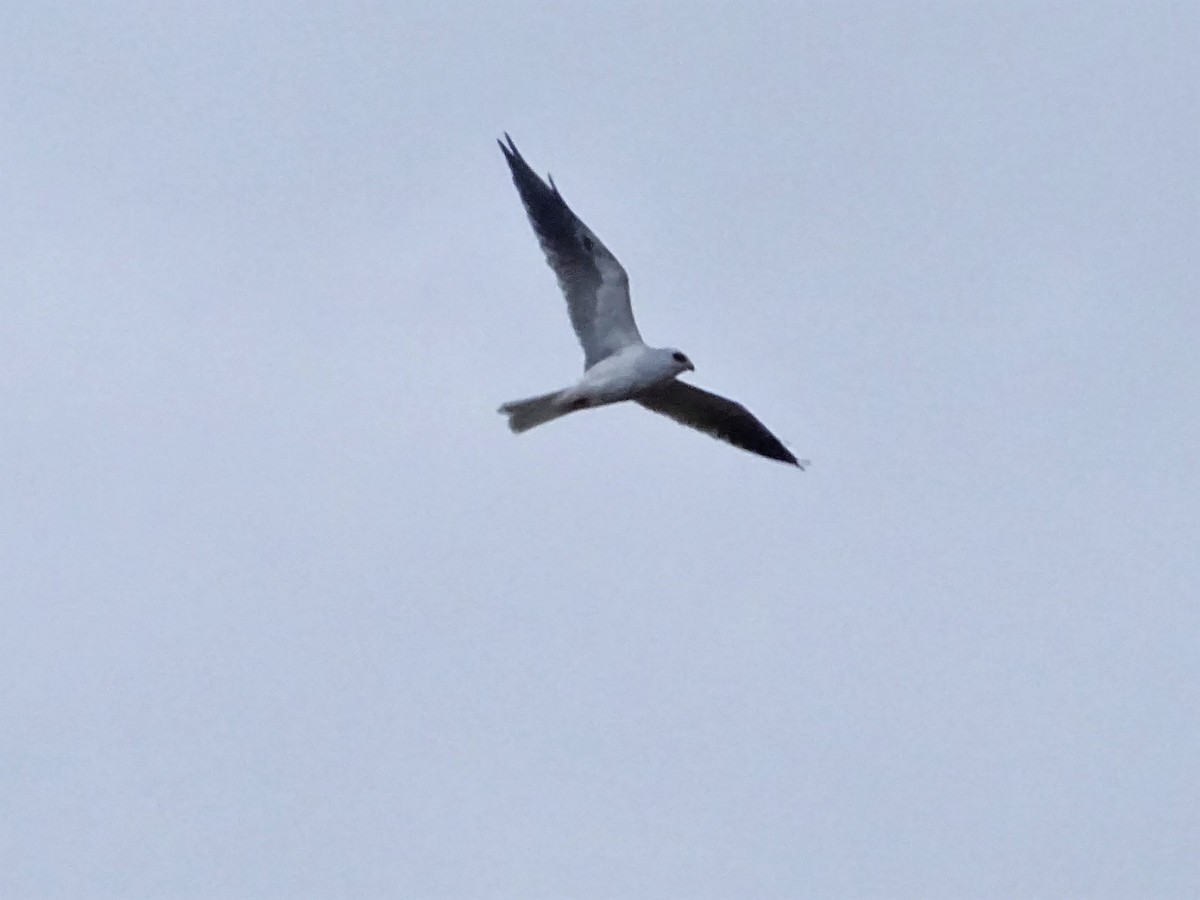 White-tailed Kite - ML59562741