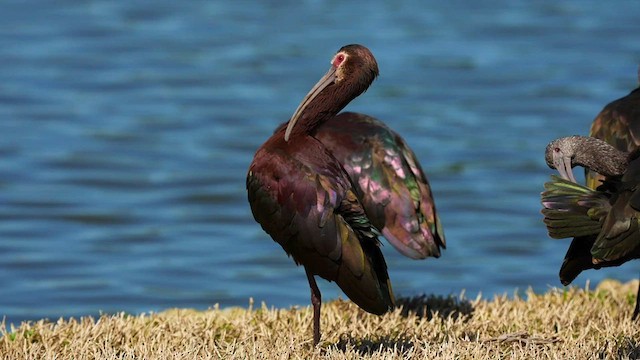 White-faced Ibis - ML595627431