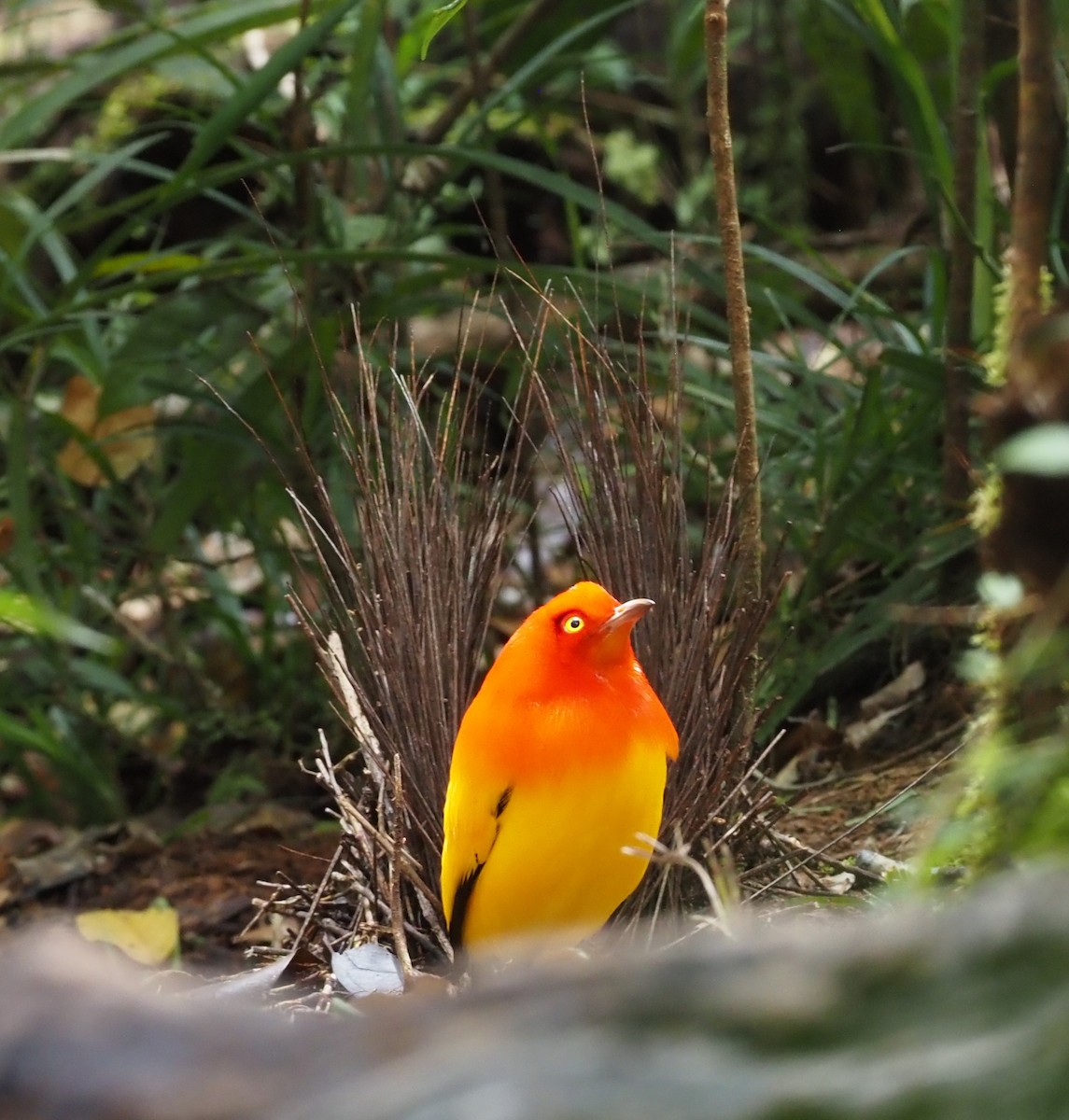 Flame Bowerbird - ML595627451