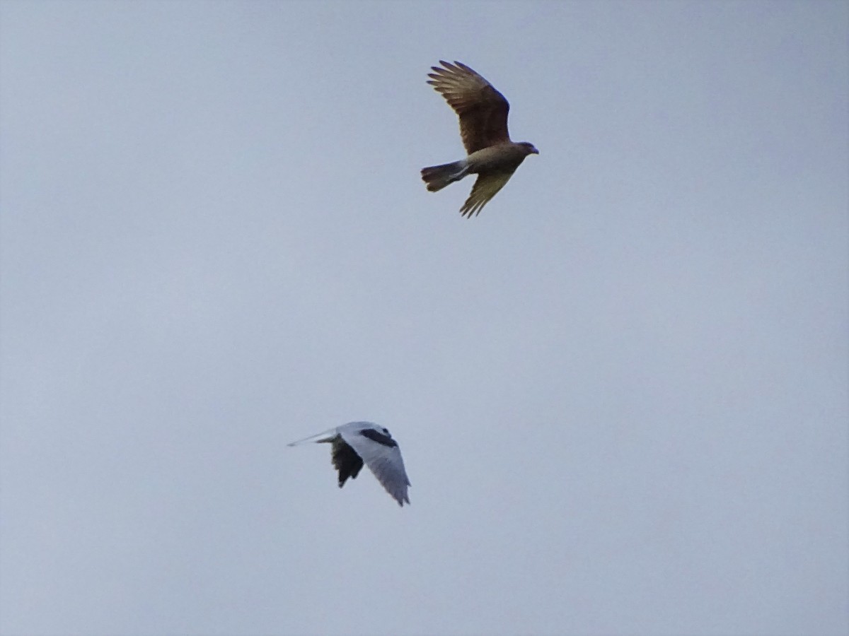 White-tailed Kite - ML59562761