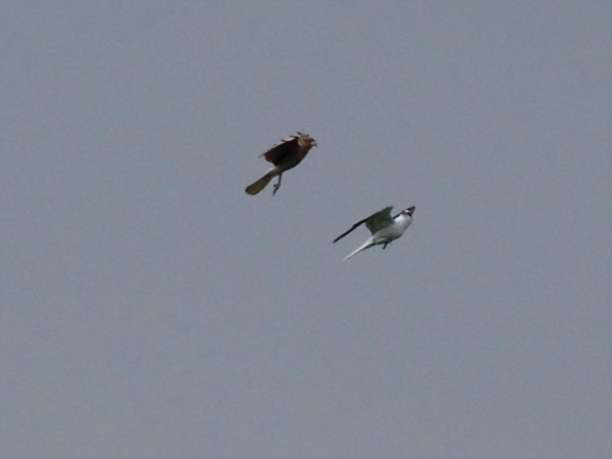 White-tailed Kite - ML59562771